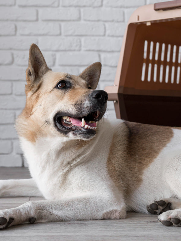 Burguiden